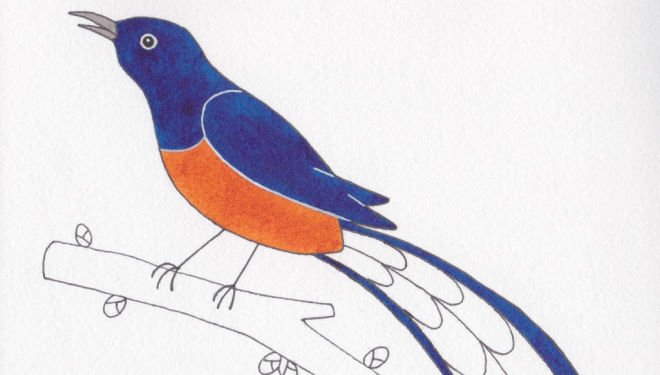 Aurora: Why Birds Sing. Illustration by Annalisa Salis