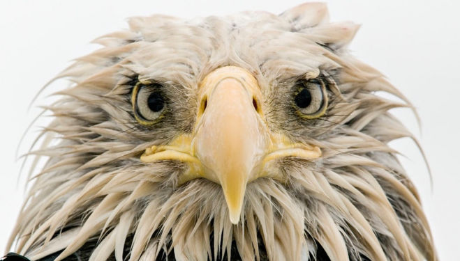 Bold eagle by Klaus Nigge (Germany) Wildlife Photographer of the Year Award