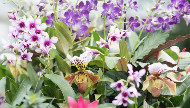 Kew Gardens February half term Orchid Festival 2018