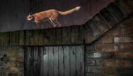 Beasts of London explores London's animal life, with Kate Moss voicing the Fox. Credit: Museum of London