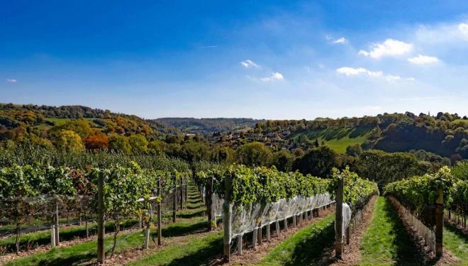 Award-winning vineyards to tour this summer 
