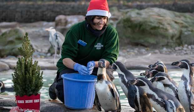 Let the kids go wild with Christmas at ZSL London Zoo 2019