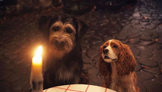 See Lady and the Tramp in real life on Disney+