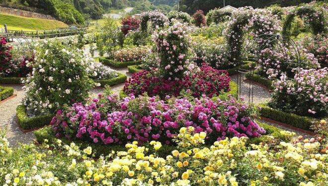 Bring the joys of a rose garden into your home 