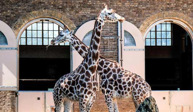 London zoos and wildlife sanctuaries are reopening... 