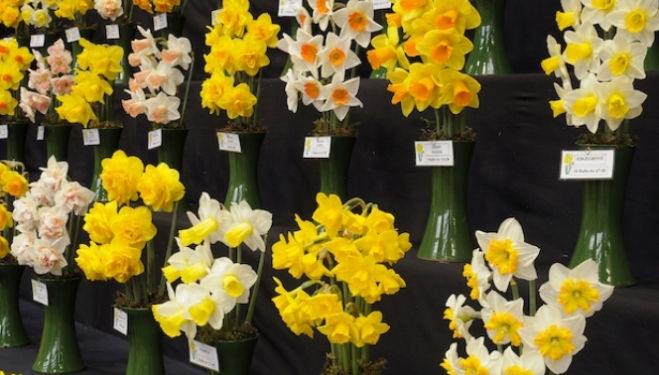 Ron Scamp Quality Daffodil display at the RHS Great London Plant Fair 2013. COPYRIGHT: © RHS CREDIT: RHS / Tim Sandall