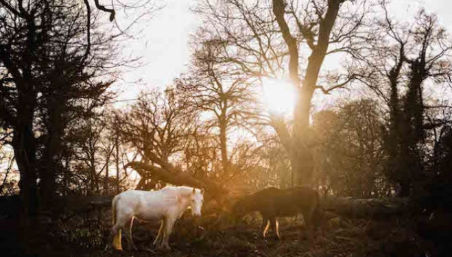Destination of the Week: New Forest