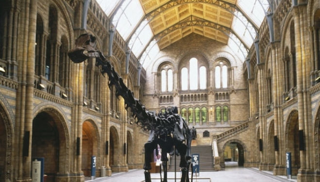 The museum's famous Diplodocus skeleton cast
