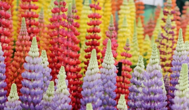 London's blooming: Chelsea Flower show