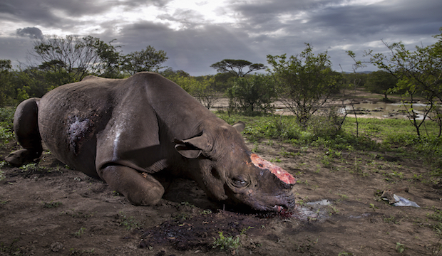 Memorial to a species, Brent Stirton, South Africa