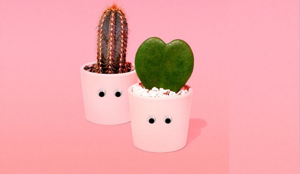 Quirky spikes: Barry the cactus
