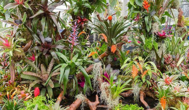 RHS Chelsea Flower Show 2019: booking now open