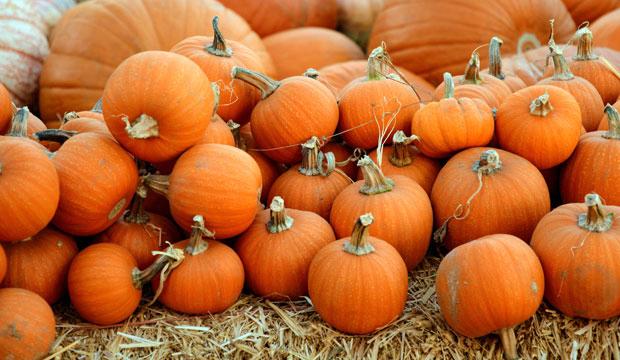 Best pumpkin patch for wheelbarrow fun: Stanhill Farm