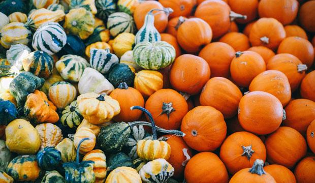 Best pumpkin patch for little ones: Crockford Bridge Farm