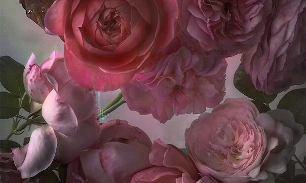 Nick Knight: Roses from my Garden, Waddesdon Manor 