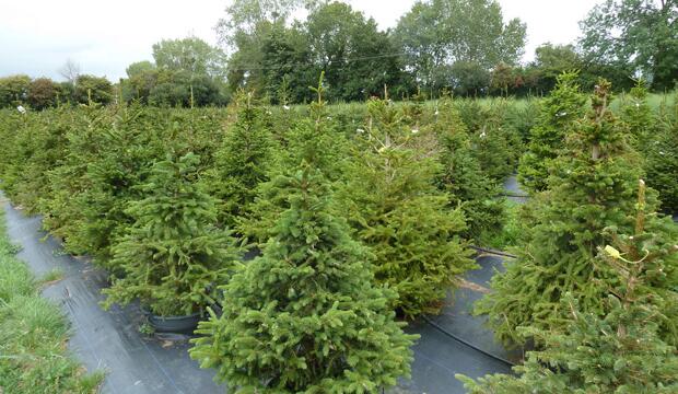 Rent your Christmas tree from London Christmas Tree Rental 