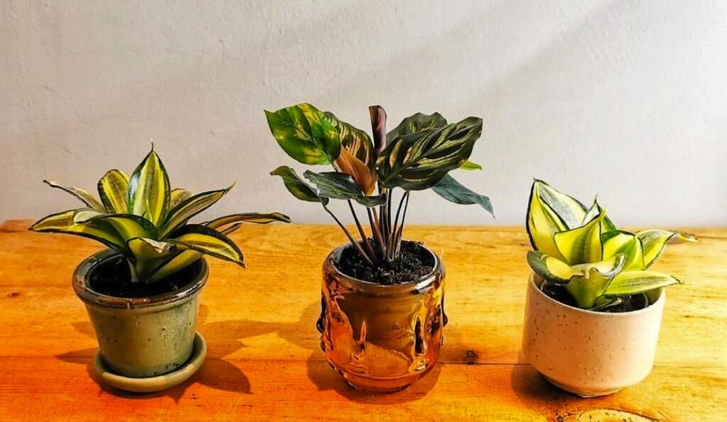 Box and Sprout: houseplants delivered to your door 