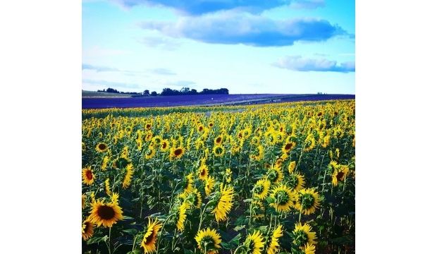 Hitchin Farm Sunflower field 