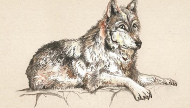 Family Wildlife Drawing: Halloween Special, Wolves, Somerset House