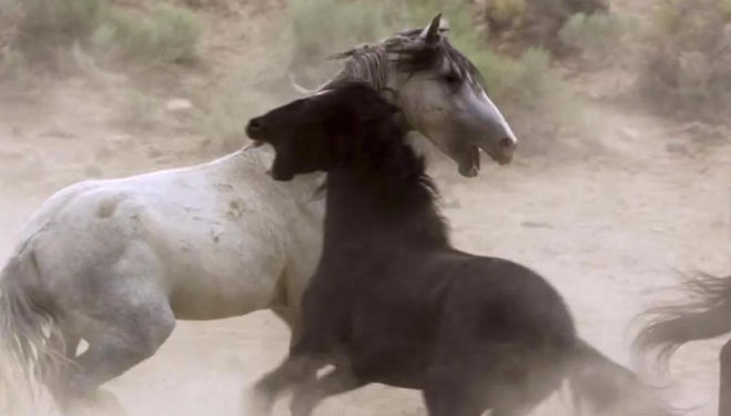 Mustangs in episode 2 'Deserts', Planet Earth II