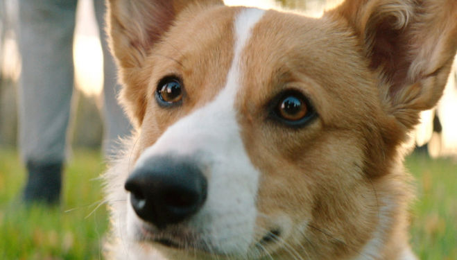 Is A Dog's Purpose an existential palliative or a film about adorable puppies?
