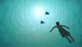 The Red Turtle review  [STAR:4]