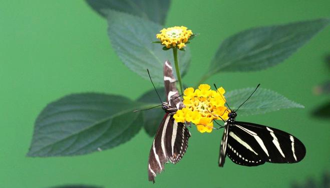 Sensational Butterflies, Natural History Museum (photo by Megan Atkinson)