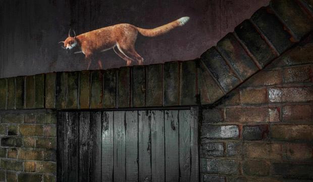 Beasts of London explores London's animal life, with Kate Moss voicing the Fox. Credit: Museum of London