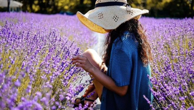 Best lavender fields in London