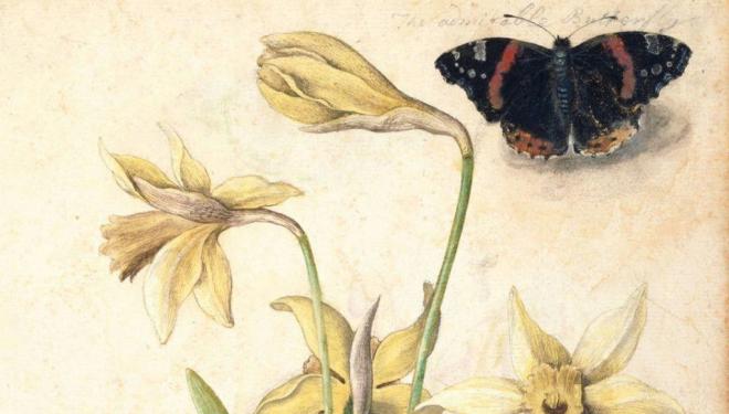 Jacques le Moyne de Morgues, Daffodils and a Red Admiral butterfly, ca. 1575, watercolour on paper © Victoria and Albert Museum, London