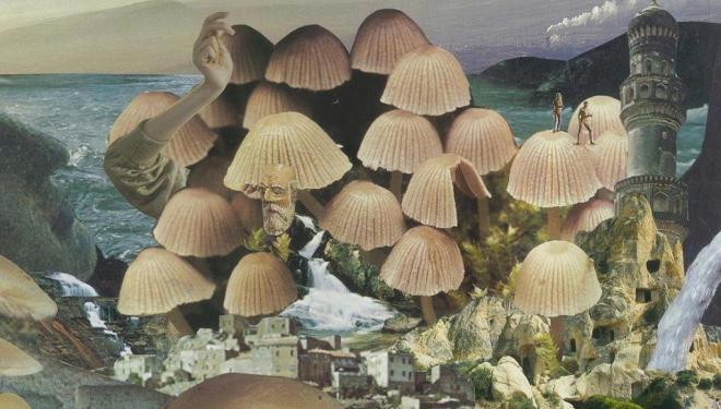 Mushrooms: The Art, Design and Future of Fungi