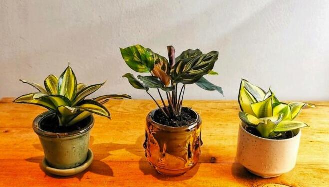 Box and Sprout: the future of houseplants?