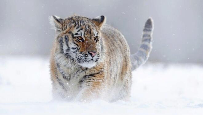 Siberian tiger in Frozen Planet II, BBC One (Photo: BBC)