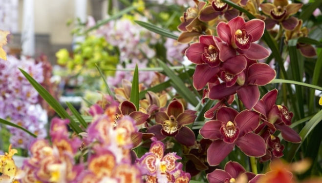 Cymbidium Eme's Natatee. McBean's Orchids. RHS London Orchid and Botanical Art Show 2014 © RHS / Sarah Cuttle