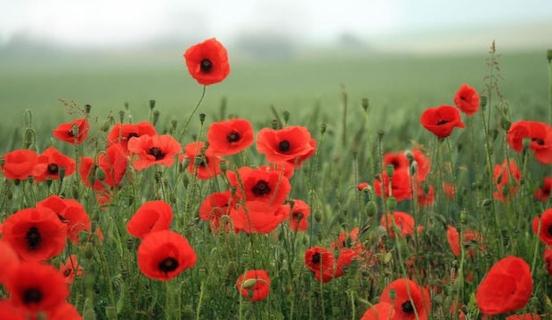 Imperial War Museum Family Events: Make a Poppy