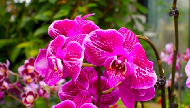 2016 Orchid Festival, Kew Gardens