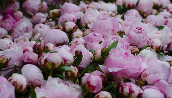 © RHS 2016 Hampton Court Flower Show