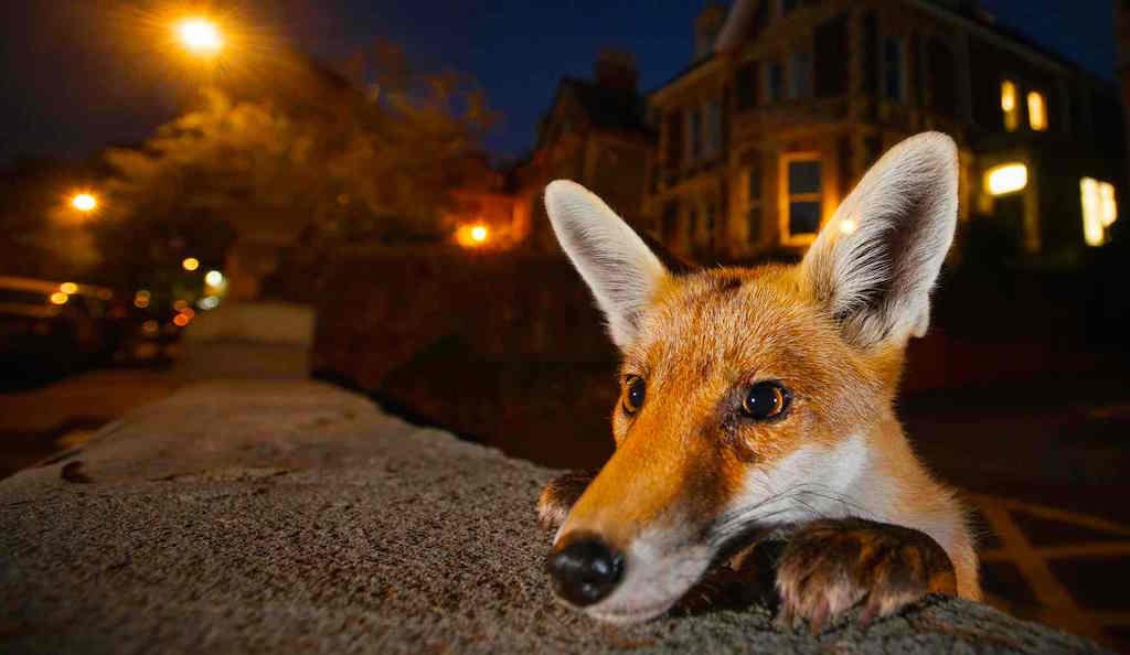 Photograph: Sam Hobson/2016 Wildlife Photographer of the Year Natural History Museum exhibition