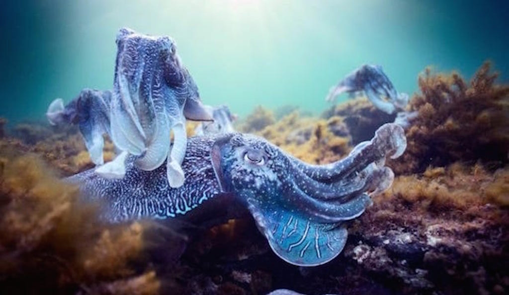 Blue Planet II : giant cuttlefish in South Australia 
