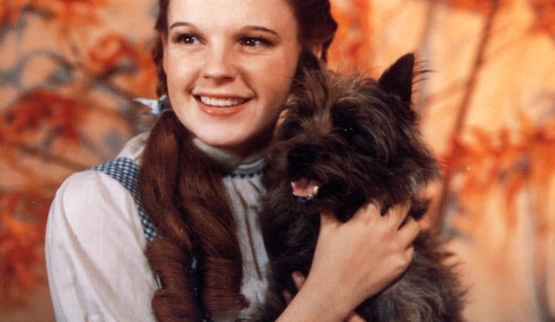Toto, The Wizard of Oz