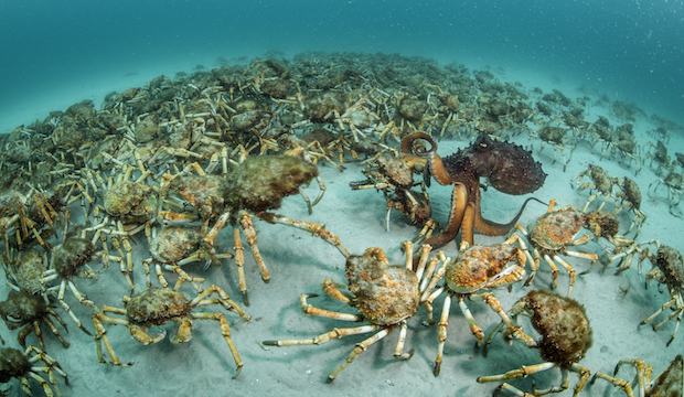 Crab surprise, Justin Gilligan, Australia