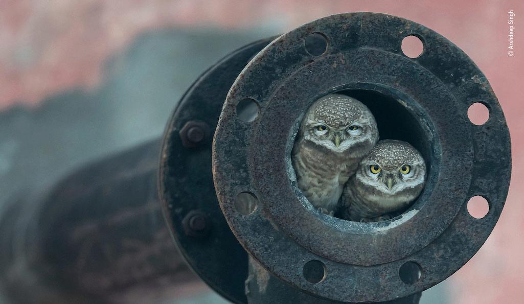 Pipe owls by Arshdeep Singh, India