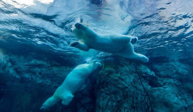 Swim with Polar Bears, Secret Arctic Location