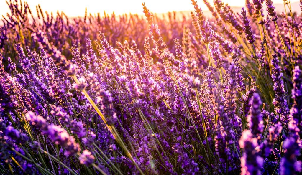Take a trip to a Lavender field 
