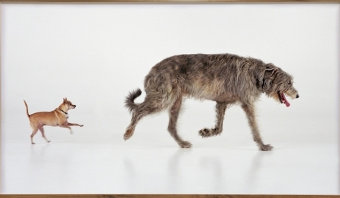 Martin Creed Work No. 1094 (Orson & Sparky), 2011 photographic print 163,5 x 298,5 cm © Martin Creed Courtesy Galerie Rüdiger Schöttle