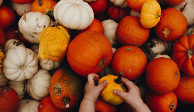 The kids will love a trip to the pumpkin patch. Photo: Brittney Dowell/Unsplash
