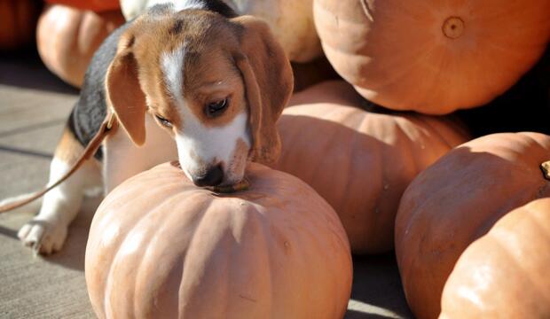 Best pumpkin patch to hang out with animals: Bocketts