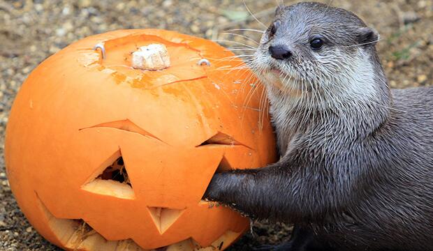 Have some spooky Halloween fun at London Zoo 