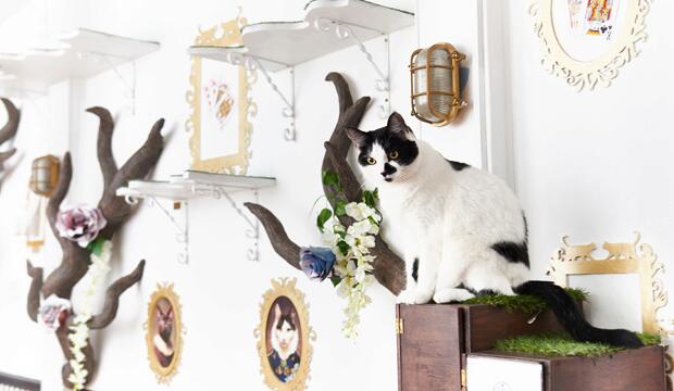 Cat cuddles with your coffee? Sounds purr-fect! Photo: Lady Dinah's Cat Emporium