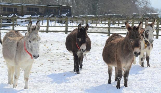 The charities looking out for our four-legged friends: The Donkey Sanctuary, and RSPCA